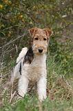 FOX TERRIER 588